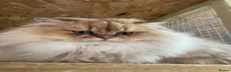 British Longhair cats for sale: British Longhair adorable golden kitten TICA - Advert 19