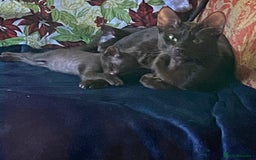 Suffolk cats for sale: Suffolk Chocolate Female Kitten - Advert 6