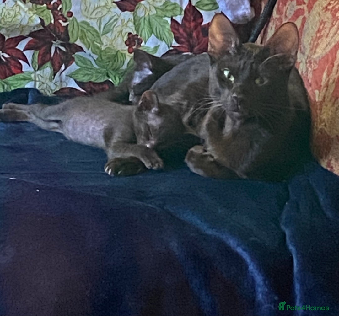 Suffolk cats for sale: Suffolk Chocolate Female Kitten - Advert 6