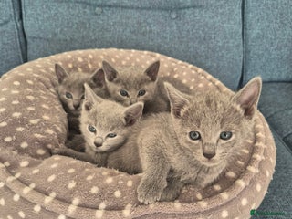 Russian Blue cats 4 Russian Blue Kittens - Advert 2