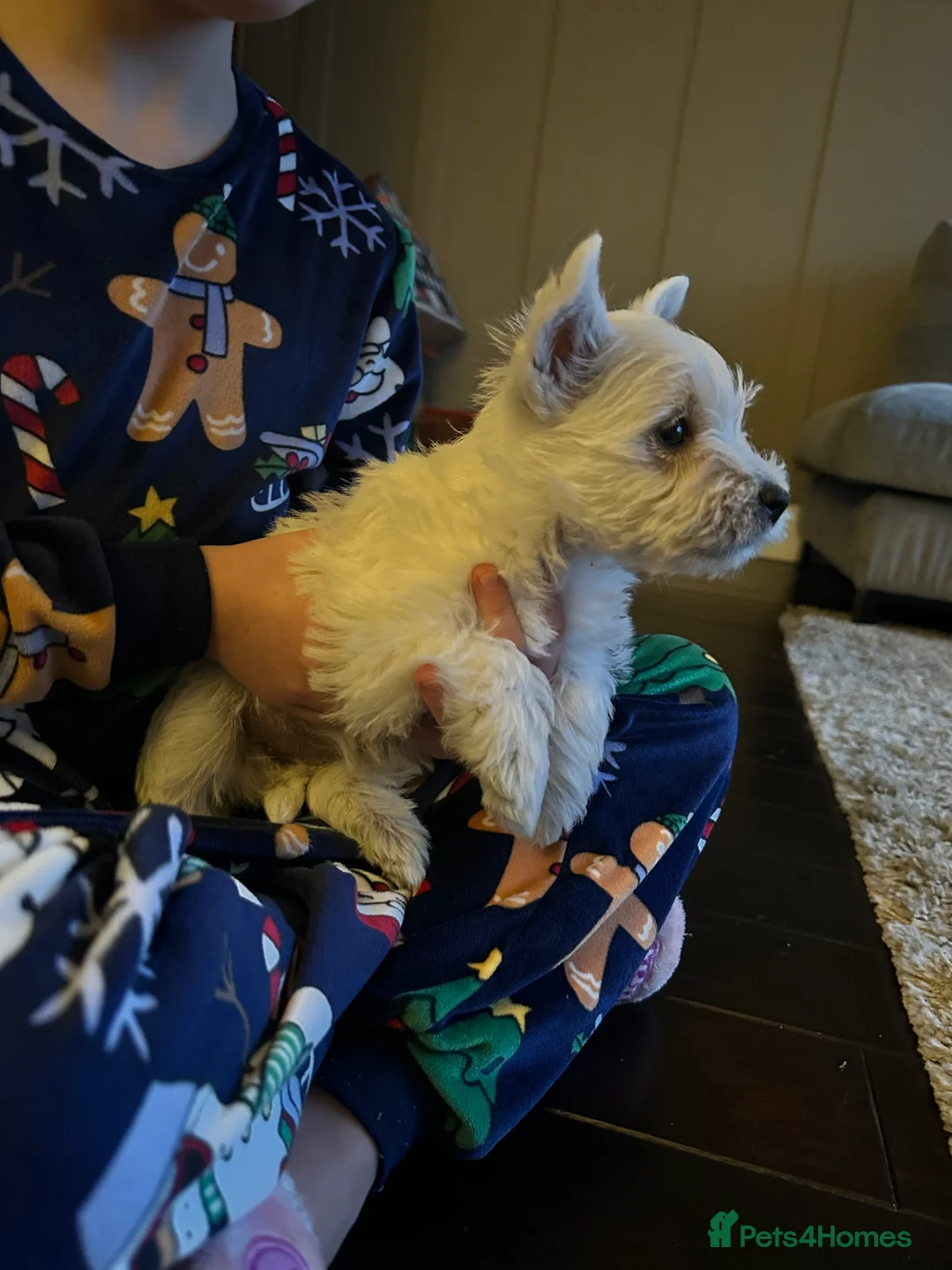 West Highland Terrier dogs for sale: Two Westie babies for sale  - Advert 5