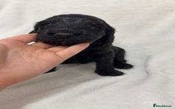 Cockapoo dogs for sale: Cockapoo puppies  - Image 18