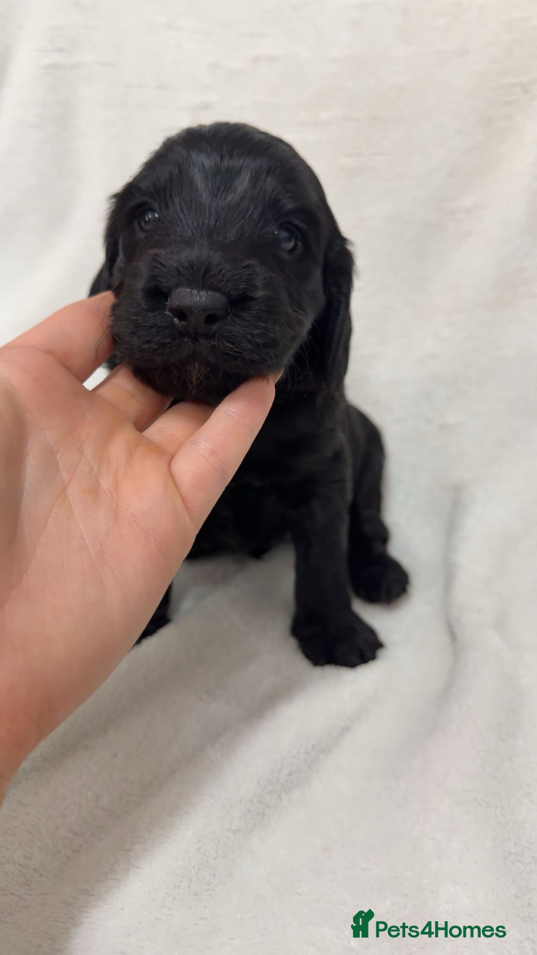 Cockapoo dogs for sale: Cockapoo puppies  - Image 18