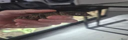 Gecko reptiles for sale: 1.1 Nephrurus asper – Rough Knob-Tailed Gecko | CB - Advert 5
