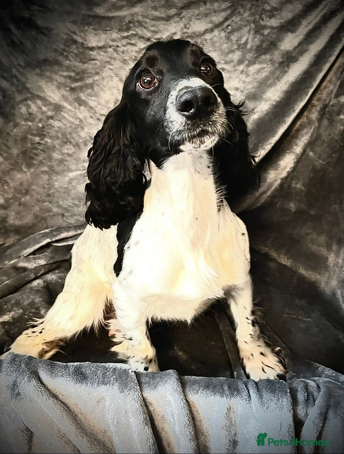 Cocker Spaniel dogs for sale: KC Cocker Spaniel puppies in Abertillery - Advert 9