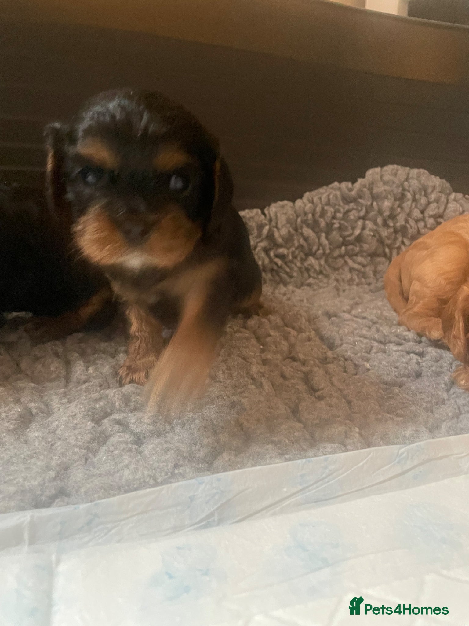 Cavalier King Charles Spaniel dogs for sale: King Charles cavalier babies  - Advert 29