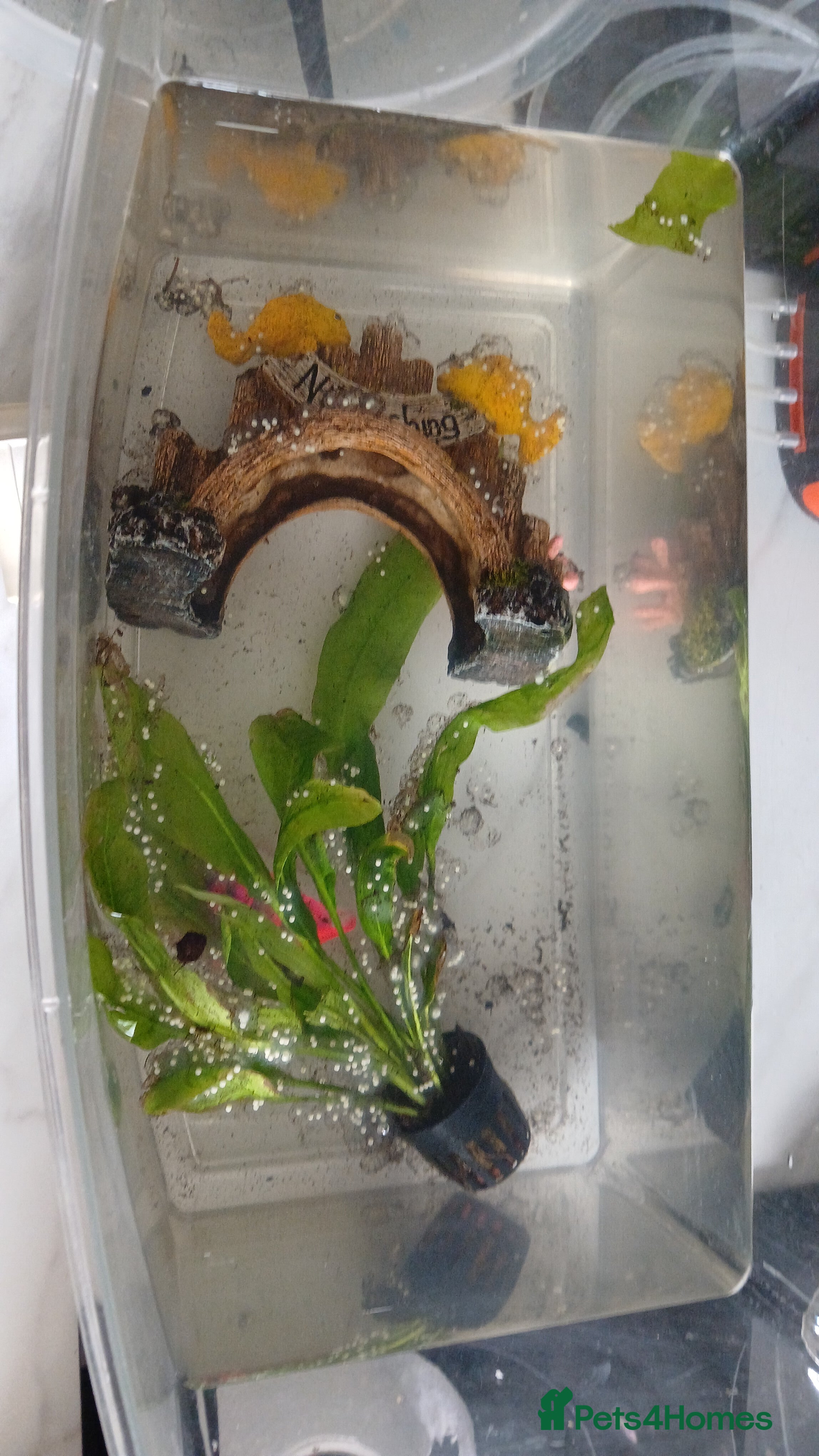 Axolotl reptiles Axolotyl eggs - Advert 2