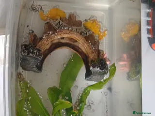 Axolotl reptiles Axolotyl eggs - Advert 1