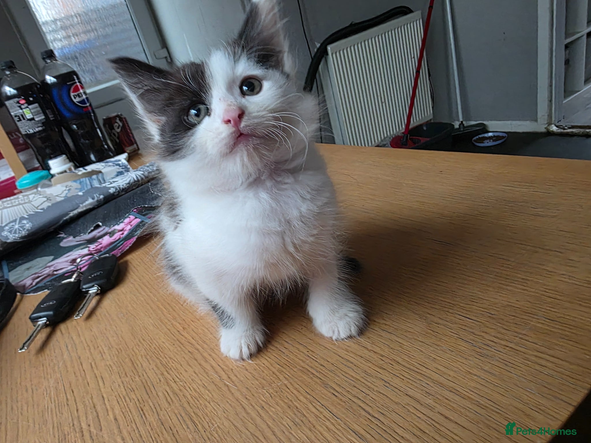 British Longhair cats Black and white kitten - Advert 1