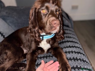 Cocker Spaniel dogs - Advert 2