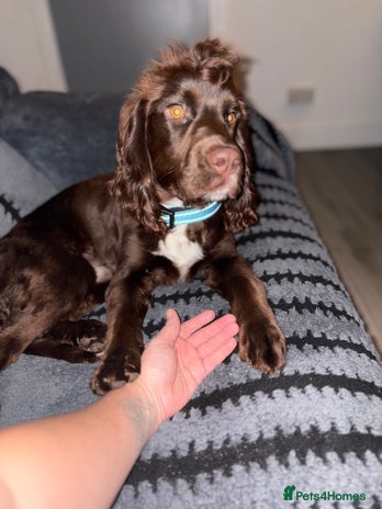 Cocker Spaniel dogs - Advert 3