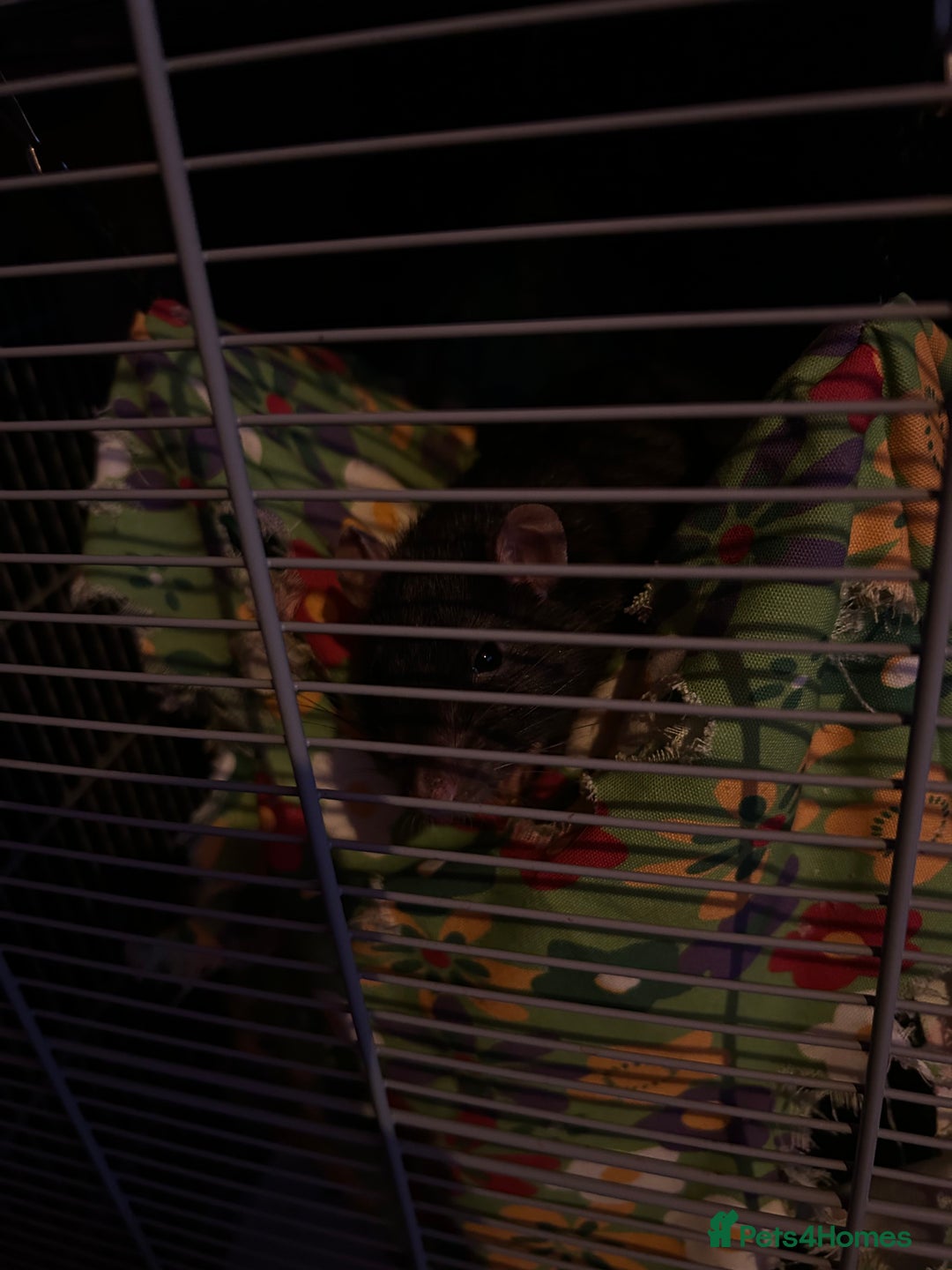 Rat rodents for sale: 5 x Friendly Male Rats - Advert 8