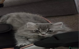 Persian cats for sale: Chloe  - Image 3