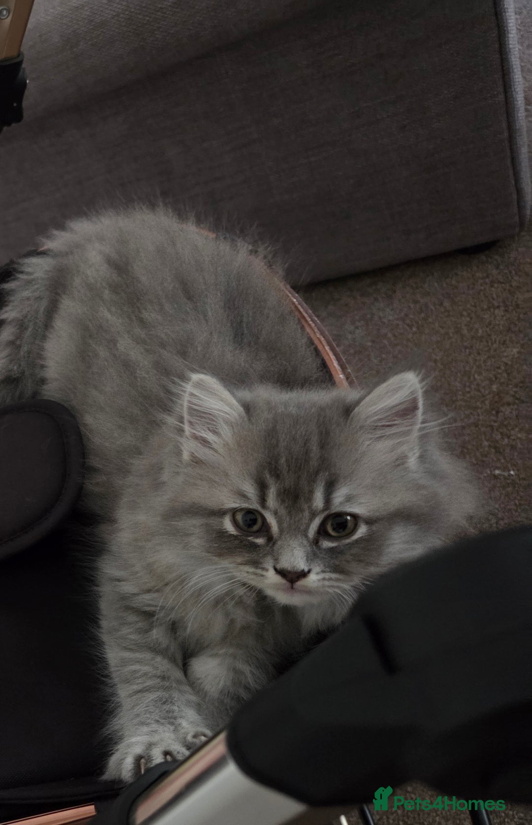 Persian cats for sale: Chloe  - Image 3