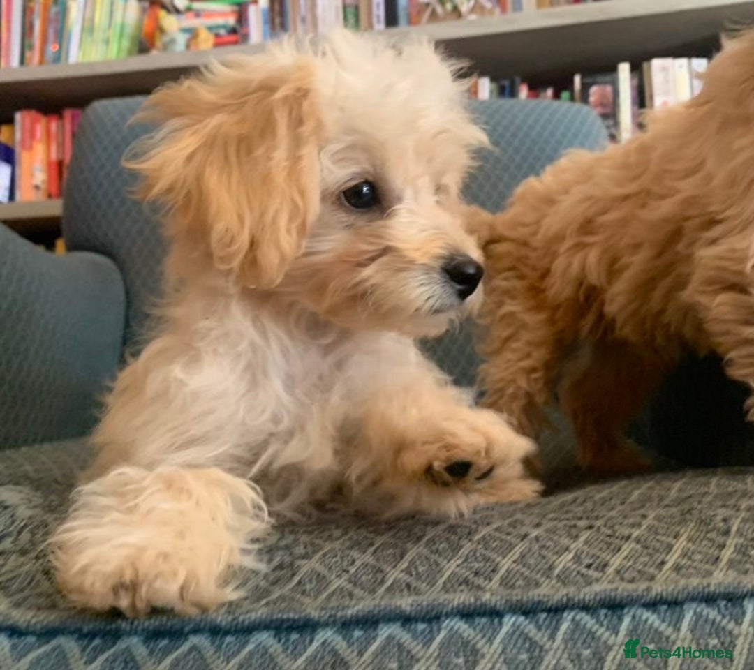 Chipoo dogs for sale: Beautiful Chipoo Pups - Image 5