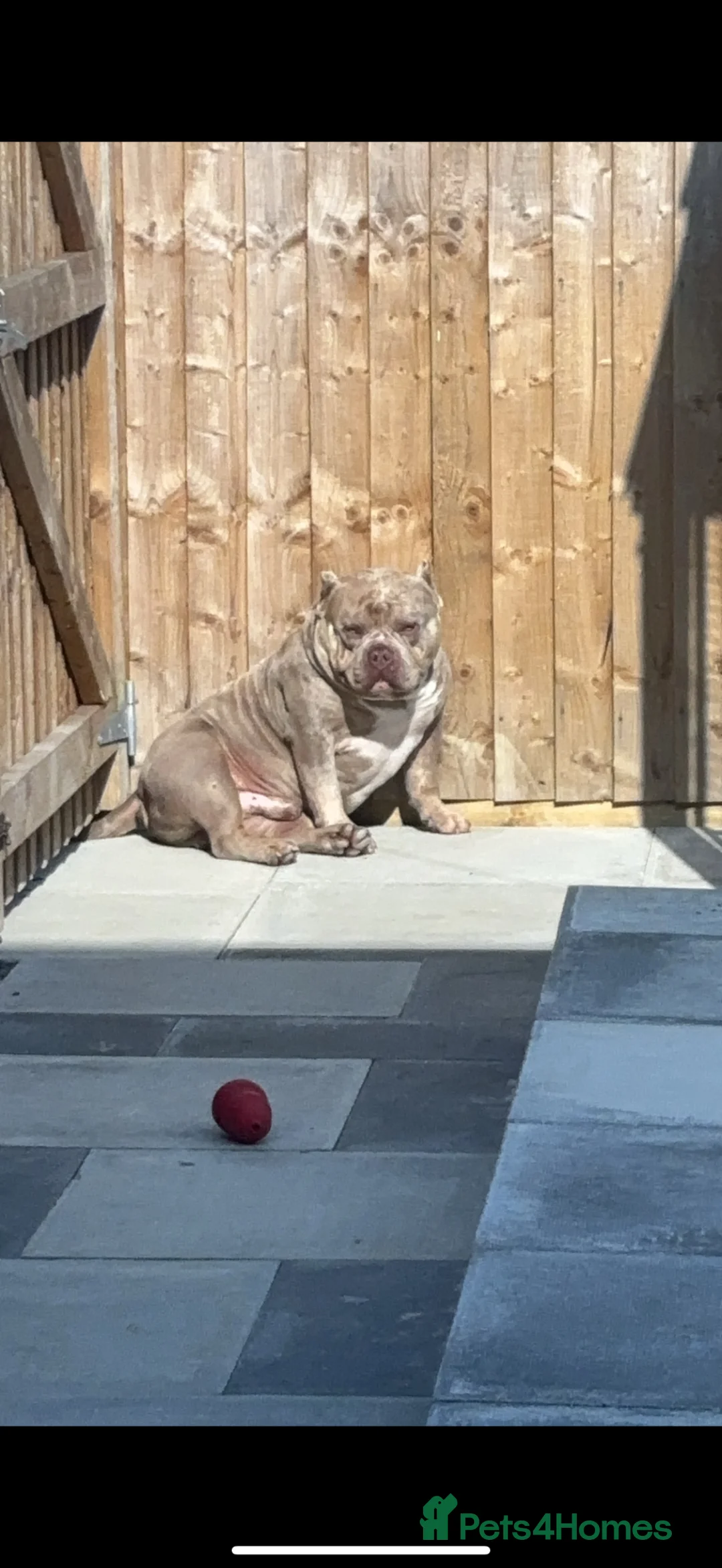 Shorty Bull dogs for sale: Pocket bully for sale  in Burnley - Advert 6
