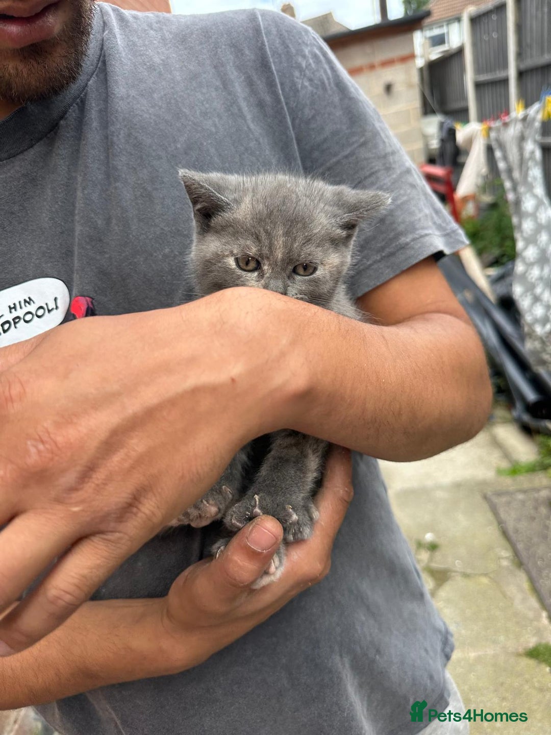 British Shorthair cats for sale: X BSH female grey available  - Image 6