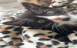 Domestic Shorthair cats for sale: 2 beautiful kittens  - Image 7