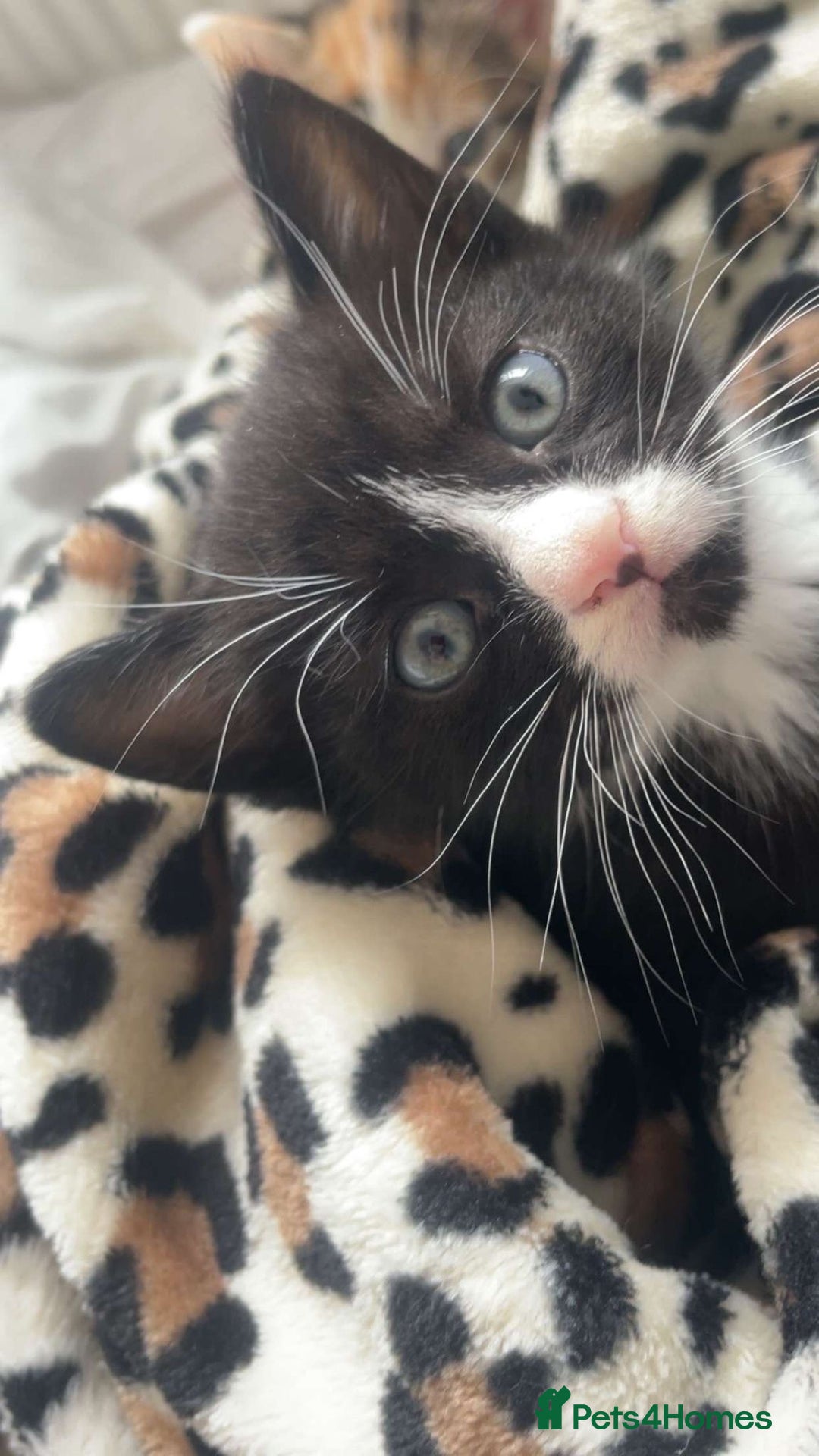 Domestic Shorthair cats for sale: 2 beautiful kittens  - Image 7