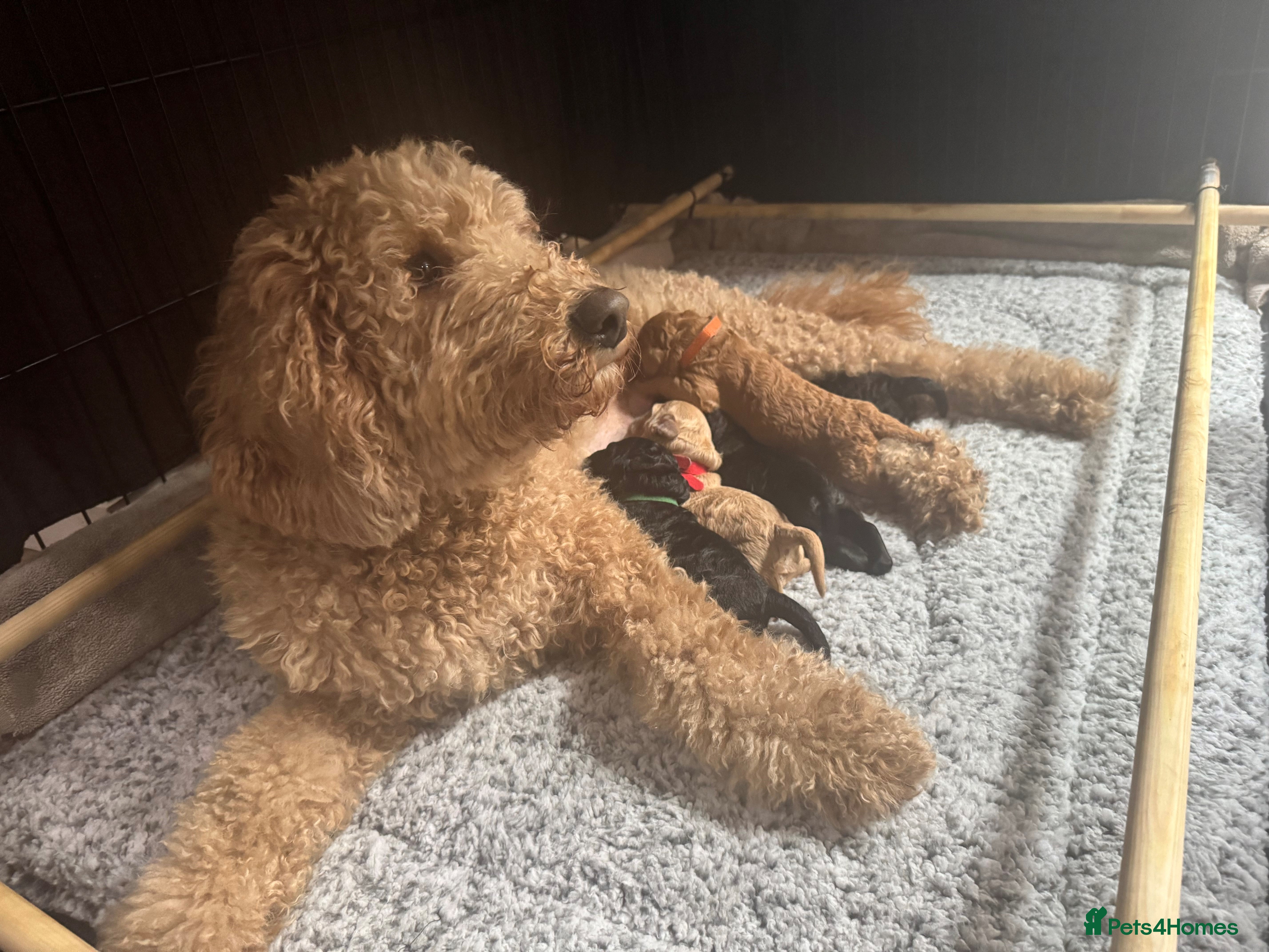 Australian Labradoodle dogs Annie's Australian Labradoodle Puppies are here!  - Advert 2