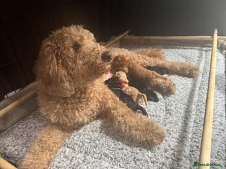 Australian Labradoodle dogs Annie's Australian Labradoodle Puppies are here! - Advert 2