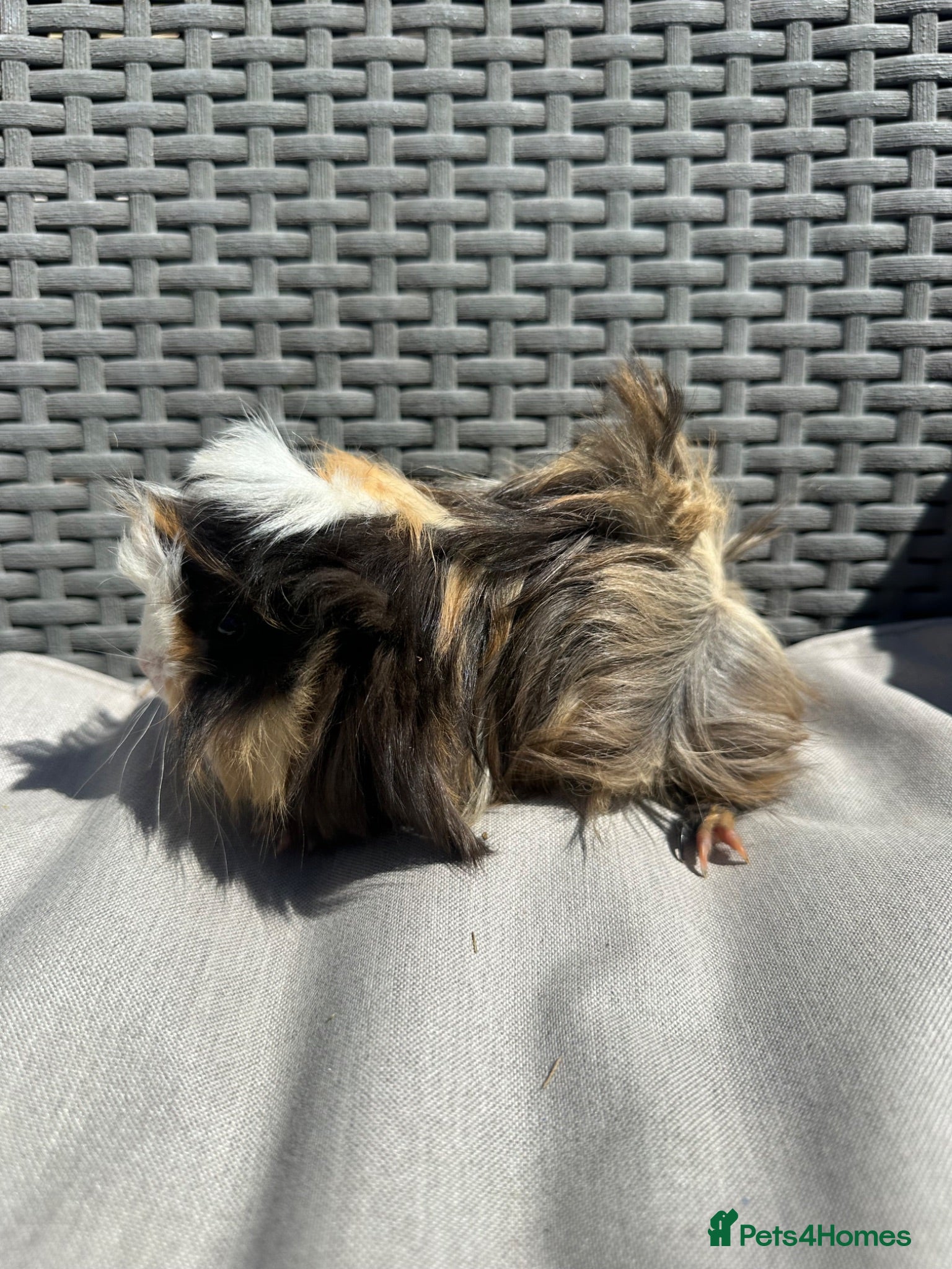 Guinea Pig rodents Very handsome baby long haired guinea pigs. - Advert 1