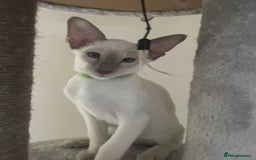 Siamese cats for sale: Last Siamese boy  - Image 4
