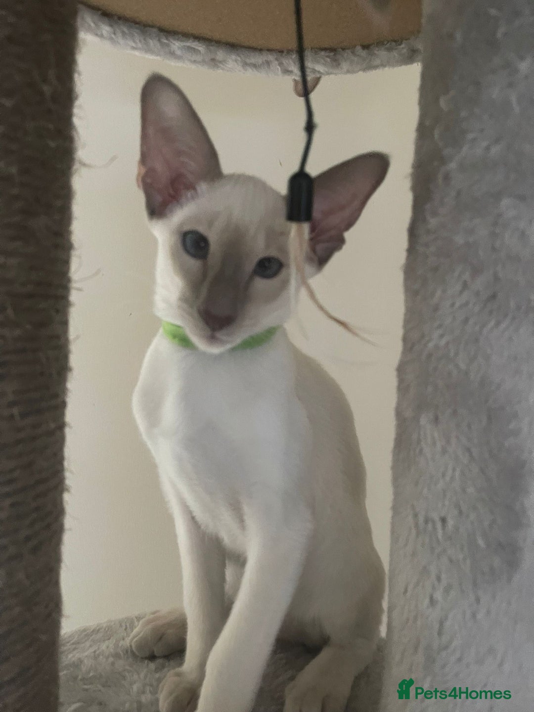 Siamese cats for sale: Last Siamese boy  - Image 4