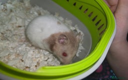 Hamster rodents for sale: Mixes Hamster Syrian in Thornton Heath - Image 2