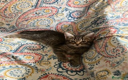 Mixed Breed cats for sale: Loving, Sweet Tempered Kittens - Image 5