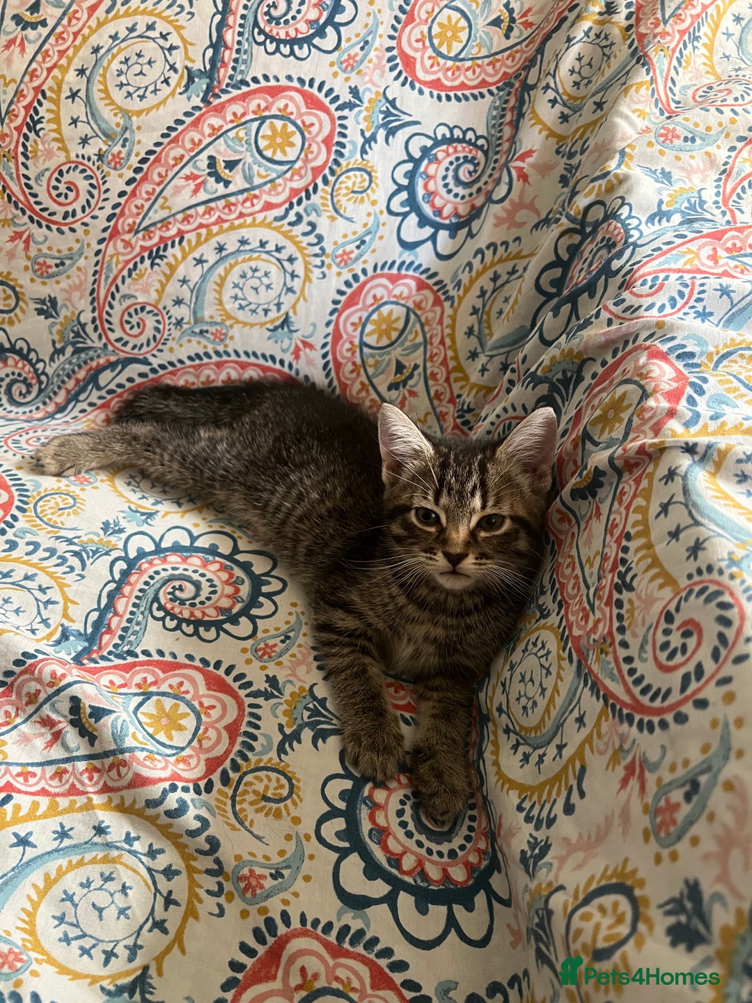 Mixed Breed cats for sale: Loving, Sweet Tempered Kittens - Image 5