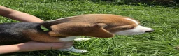 Beagle dogs for sale: KC REG PURE BEAGLE PUPPIES in Stoke-on-Trent - Advert 13