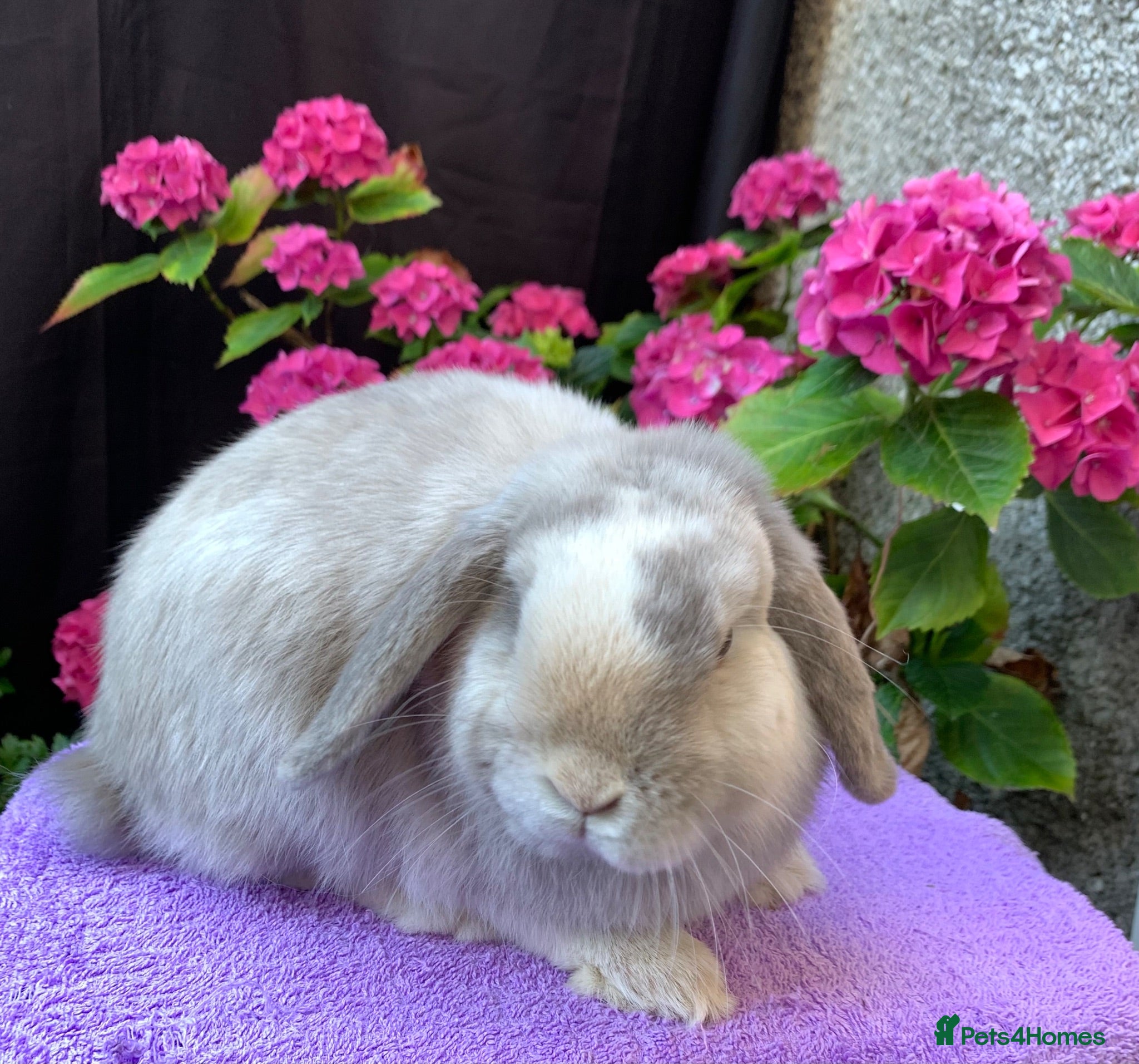 Mini Lop rabbits Mini lop boy, 6 month old, RHD2 vaccinated - Advert 4
