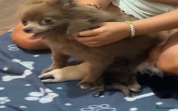 Pomeranian dogs for sale: Pomeranian puppies - Image 2