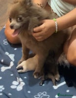 Pomeranian dogs - Advert 10