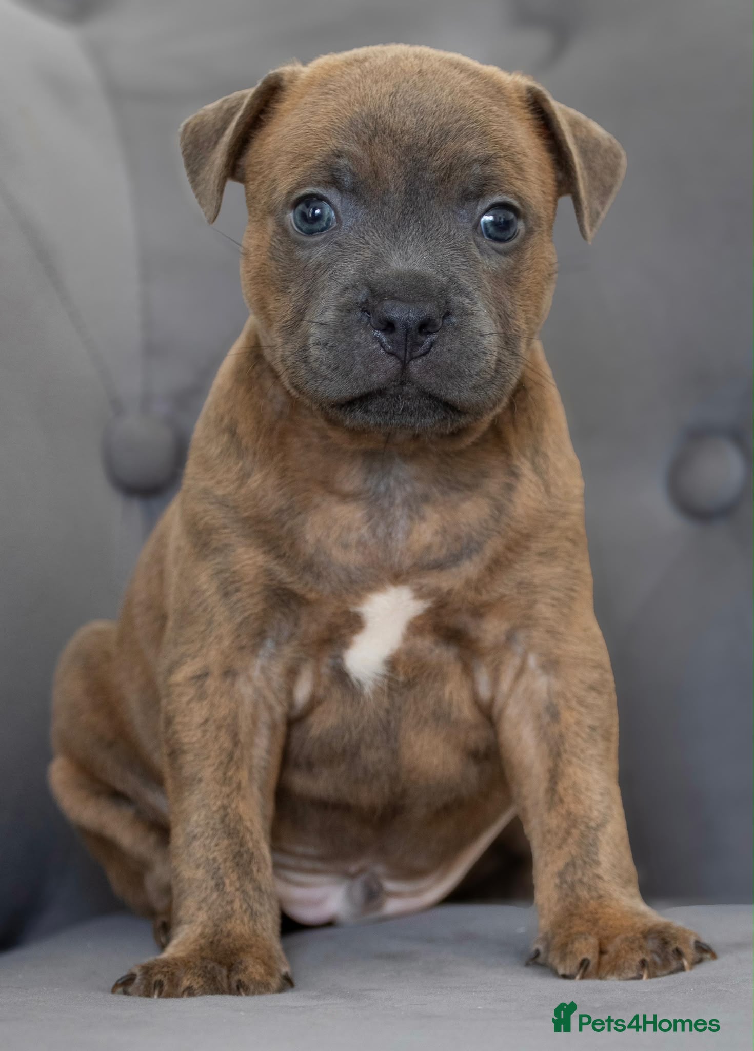 Staffordshire Bull Terrier dogs Two Outstanding kc registered pups - Advert 1