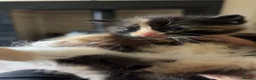 Mixed Breed cats for sale: Mixed Kittens in Nelson - Advert 7