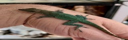 Anole reptiles for sale: Panther Anoles (Anolis Leachii) - Advert 4
