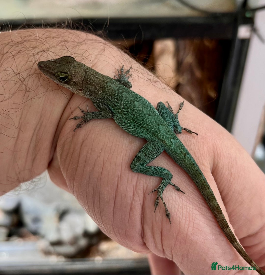 Anole reptiles for sale: Panther Anoles (Anolis Leachii) - Advert 4