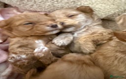 Maltipoo dogs for sale: Real life teddy bear f1 Maltipoos ❤️💥 - Image 5