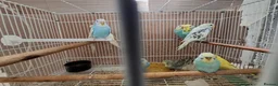 Budgerigars birds for sale: Budgies for sale Birmingham  - Advert 21