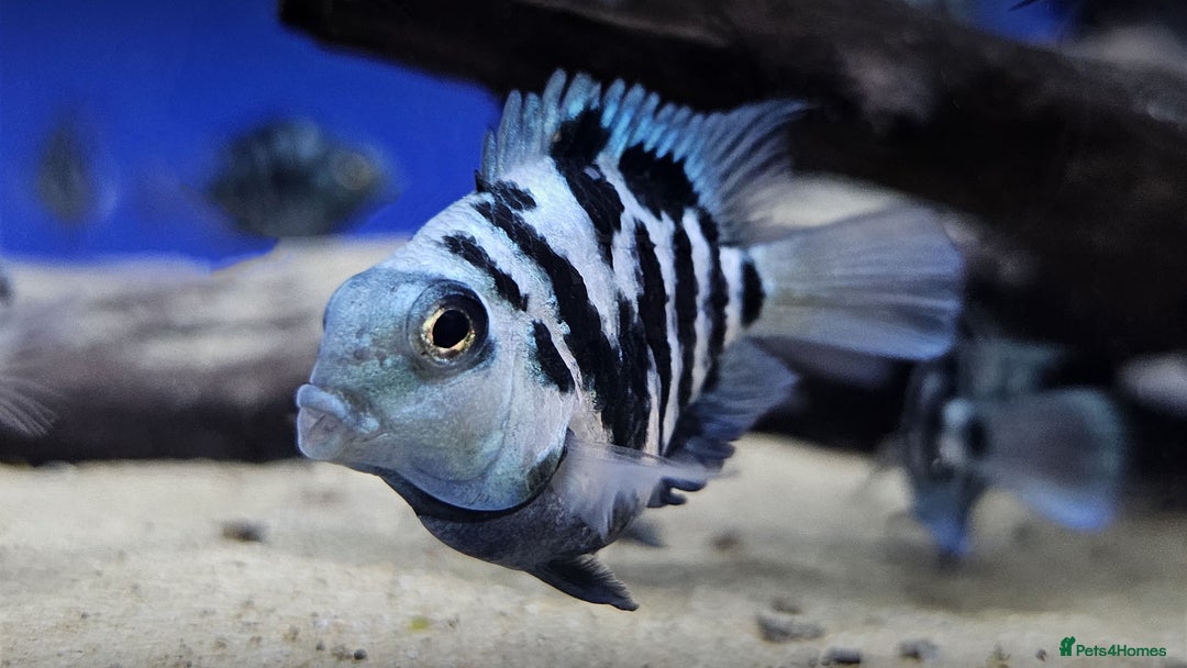 Cichlids fish for sale: Healthy Convict (Zebra) Cichlids for Sale!  - Advert 5