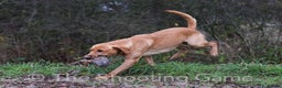 Labrador Retriever dogs for stud: Kc reg,Fully health tested Labrador stud suffolk in Eye - Advert 8