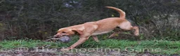 Labrador Retriever dogs for stud: Kc reg,Fully health tested Labrador stud suffolk in Eye - Advert 8