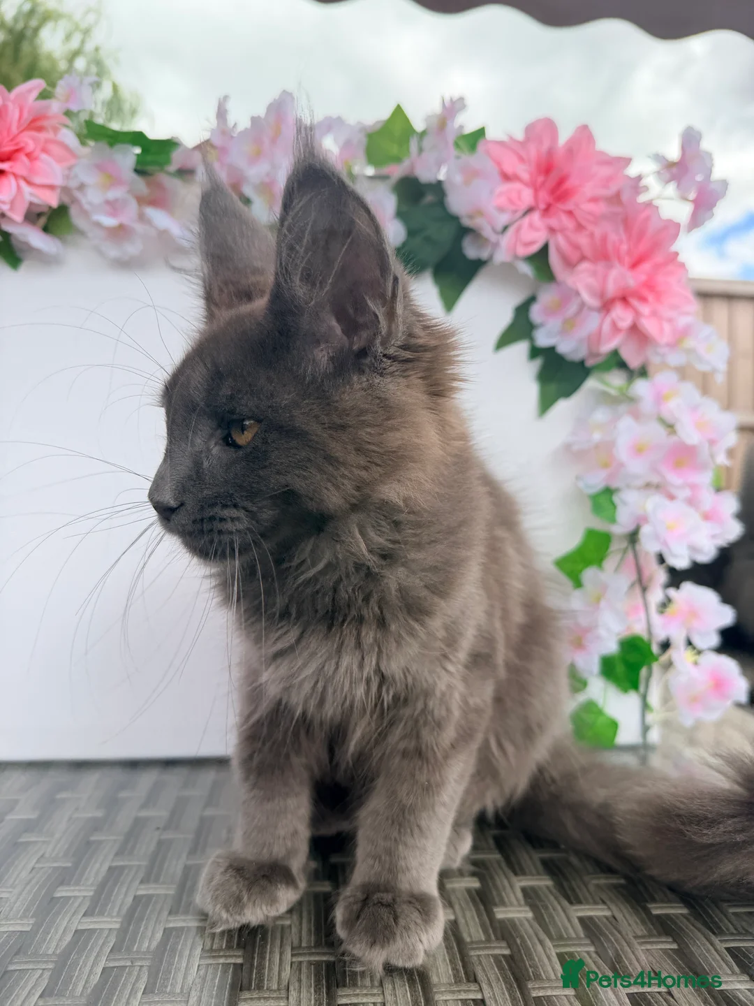 Maine Coon cats for sale: Blue smoke Maine coon kitten - Advert 2