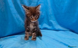 Maine Coon cats for sale: Ready December TICA beautiful Maine Coon Kittens  - Image 9