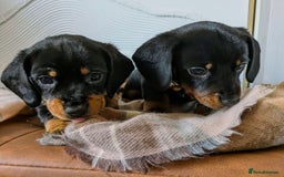 Miniature Dachshund dogs for sale: GORGEOUS MINIATURE DACHSHUND PUPPIES - Image 4