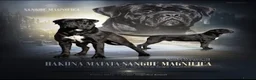 Cane Corso dogs for sale: Pedigree cane corso Male 1 yr old - Advert 4