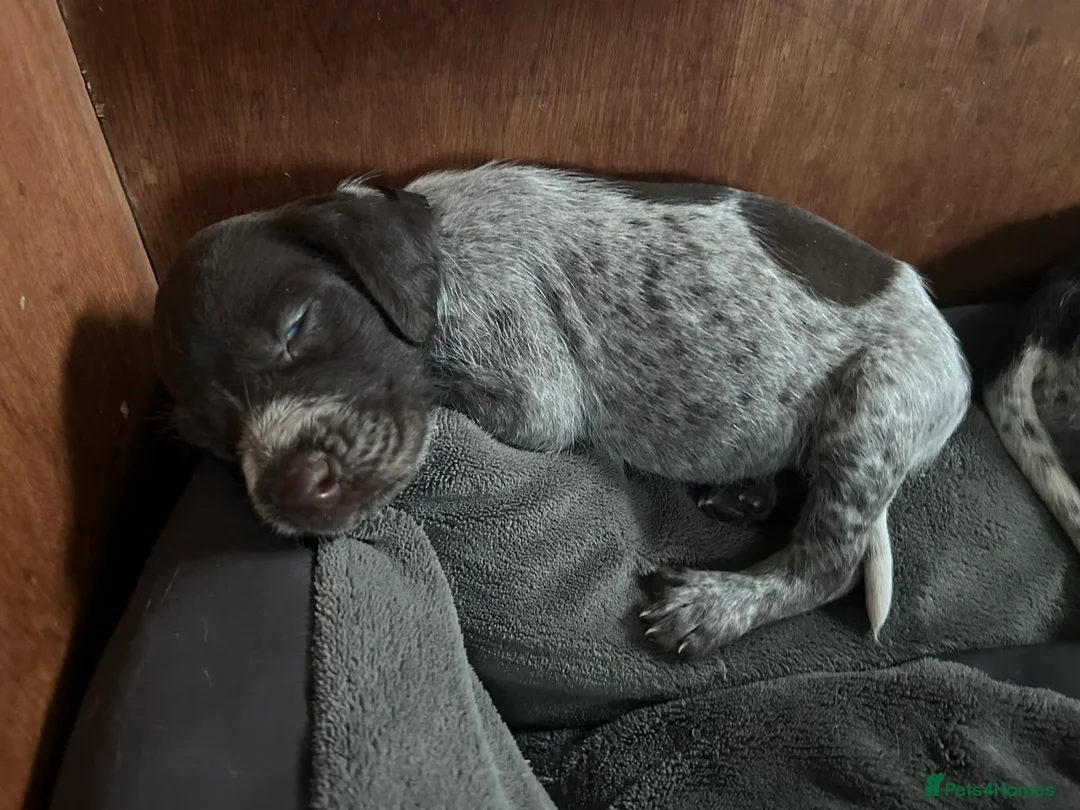 Mixed Breed dogs for sale: German pointers  - Advert 13