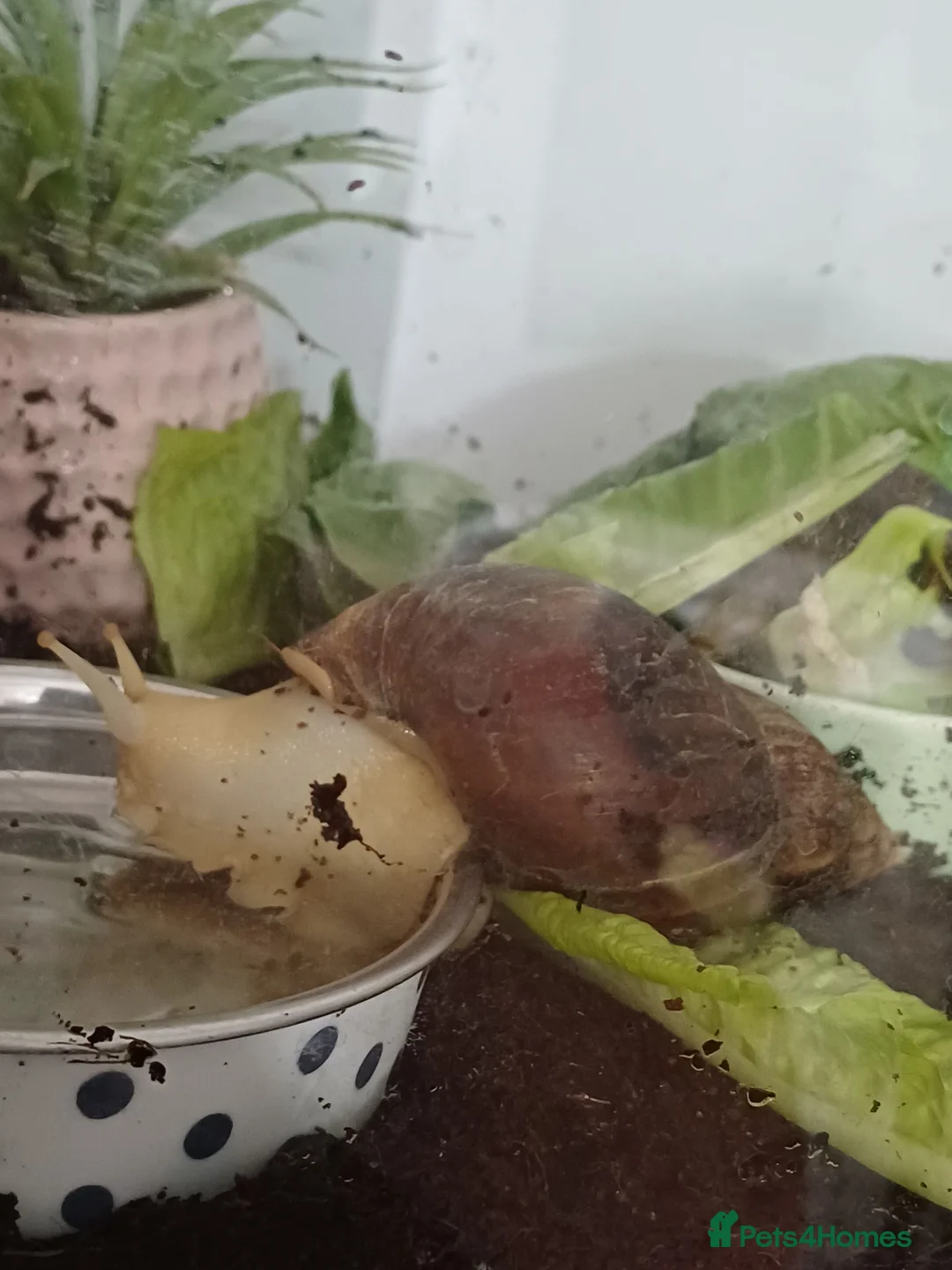 Snails invertebrates for sale: Albino giant African land snails in Chesterfield - Advert 1